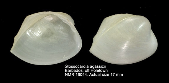 Представитель Семейства Glossidae